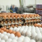 افت قیمت تخم‌مرغ به کمتر از نرخ مصوب/ صدور مجوز صادرات ضروری است