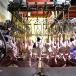 تصمیمات جزیره‌ای و شهرستانی برای تنظیم بازار مرغ آسیب زاست