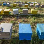 خسارت به ۵۰۰ کلُنی تولید عسل براثر وزش توفان