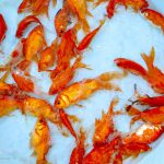 ۲۰ میلیون ماهی قرمز در اصفهان تولید می‌شود
