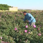 ۷۲۰ تن گل محمدی از باغستان‌های آران و بیدگل برداشت شد