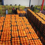 ۸۰ تن سیب و پرتقال با نرخ مصوب در  خوانسار توزیع می‌شود